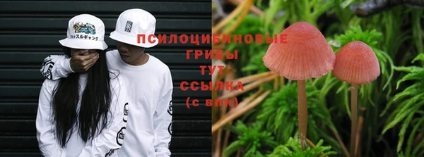 стафф Гусев